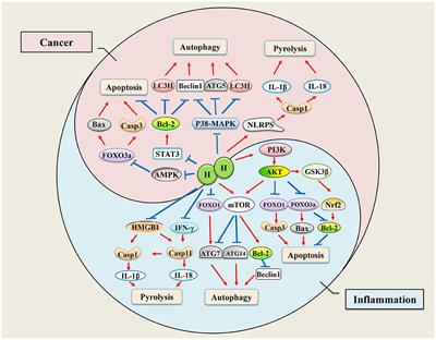 Hydrogen, a Novel Therapeutic Molecule, Regulates Oxidative Stress, Inflammation, and Apoptosis